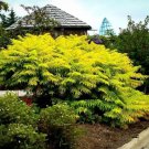 Staghorn Cutleaf Sumac Tigereyes (Rhus Typhina) Fresh Seeds