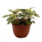 Peperomia Pink Lady, 4.5 inch Pot, Very Rare Pink Marble Platinum Silver Leaf