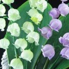 10 Seeds Lily Of The Valley Flowers Seeds Type 2 Fresh