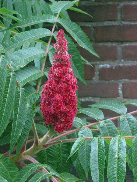 Best Rhus Typhina | Staghorn Sumac | Velvet Sumac 'Tiger Eyes' | 10 Seeds