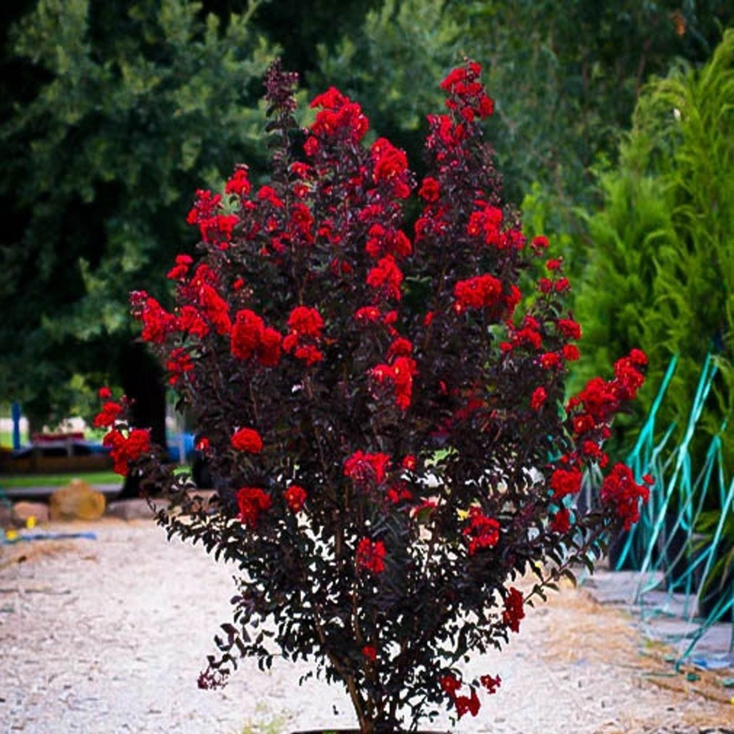 Black Diamond 'Best Red' Crepe Myrtle Tree (Lagerstroemia Indica 'Best Red')