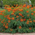 Pride Of Barbados Plant (Caesalpinia Pulcherima) Seeds Garden