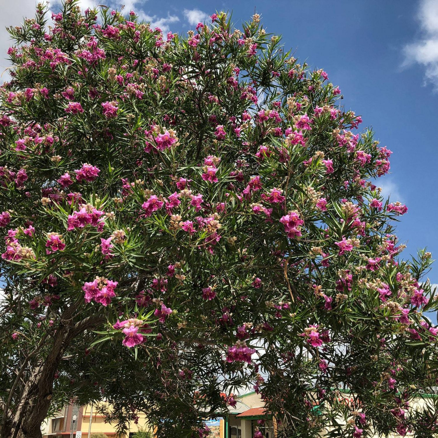 Desert Willow Tree (Chilopsis Linearis) Seeds Garden