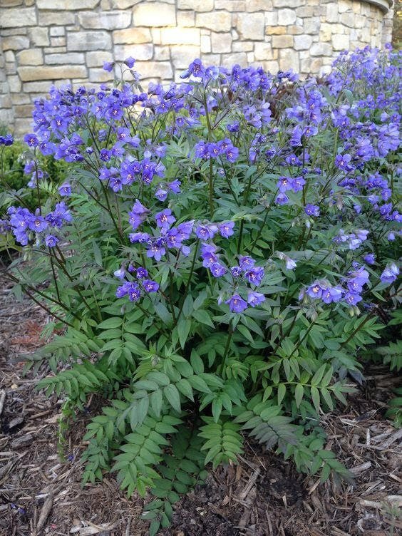 120 Jacobs Ladder Polemonium Blue-Purple Shade Flower Seeds Garden
