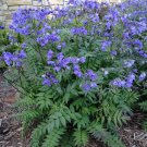 120 Jacobs Ladder Polemonium Blue-Purple Shade Flower Seeds Garden