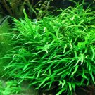 Aquarium Plants Trident Java Fern Loose Microsorum Pteropus Live