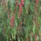 Schinus Molle California Pepper Tree Peppercorn Tree 10 Seeds Garden