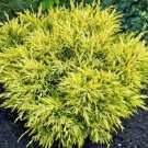 SEPTH Lime Glow Spreading Juniper - Live Plant - ( 1 QT )