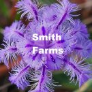25 Seeds Purple Thysanotus Multiflorus Flowers