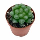 Haworthia cooperi, Rare Clear Crystal Variegation, Baker Orthperi, in 2 inch pot
