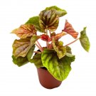 Peperomia Quito, 4 inch, Bright Orange and Red Ripple Pep Caperata