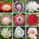 50 Fresh Protea CynaroidesFlower Variety Complete (Mixed Color) - (Color: Mix)
