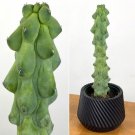 15 Seeds Boobie Cactus House Plant Flowers Fresh Usa Seller