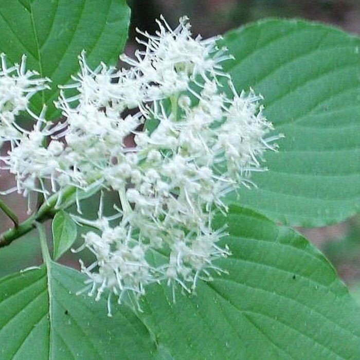 Cornus Alternifolia Green Osier Alternate Leaf Dogwood 5 Seeds Gardening USA