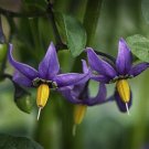 Bittersweet Nightshade Solanum Dulcamara 30 Seeds Gardening USA SELLER
