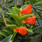 15 Seeds Goldfish Plant 'Christmas Holly' House Plant Flowers Fresh Usa Seller