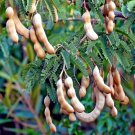 10 Tamarind Tree Seeds Tamarindus Indica Tropical Fruit Flower Plant Bonsai Usa