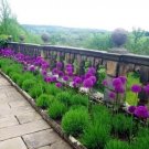 10 Purple Sensation Seeds (Allium Aflatunense) Large 4-6"" Flowers Butterflies