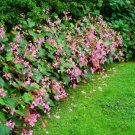 10 HARDY BEGONIA GRANDIS ROSE PINK PERENNIAL SUN SHADE