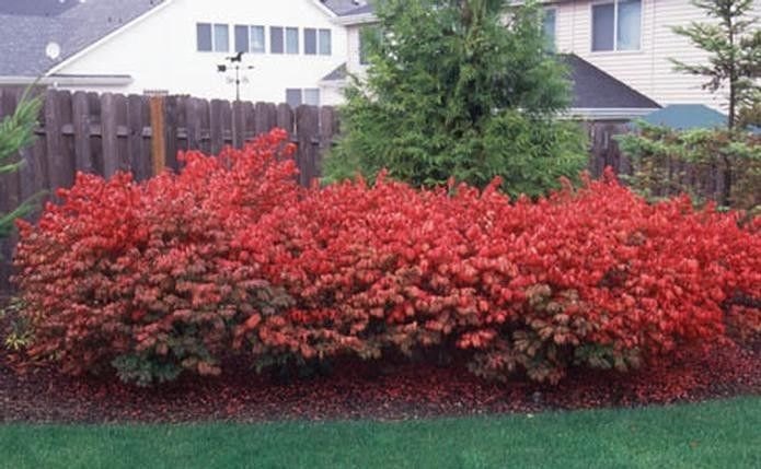 10 Dwarf Burning Bush bare root plants-Euonymus alatus hardy shrub