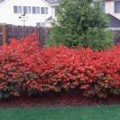 10 Dwarf Burning Bush bare root plants-Euonymus alatus hardy shrub