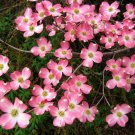 Pink Dogwood tree 10-16" tall quart pot