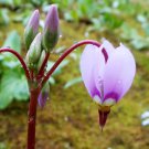 12 shooting star rhizoms, Primula meadia
