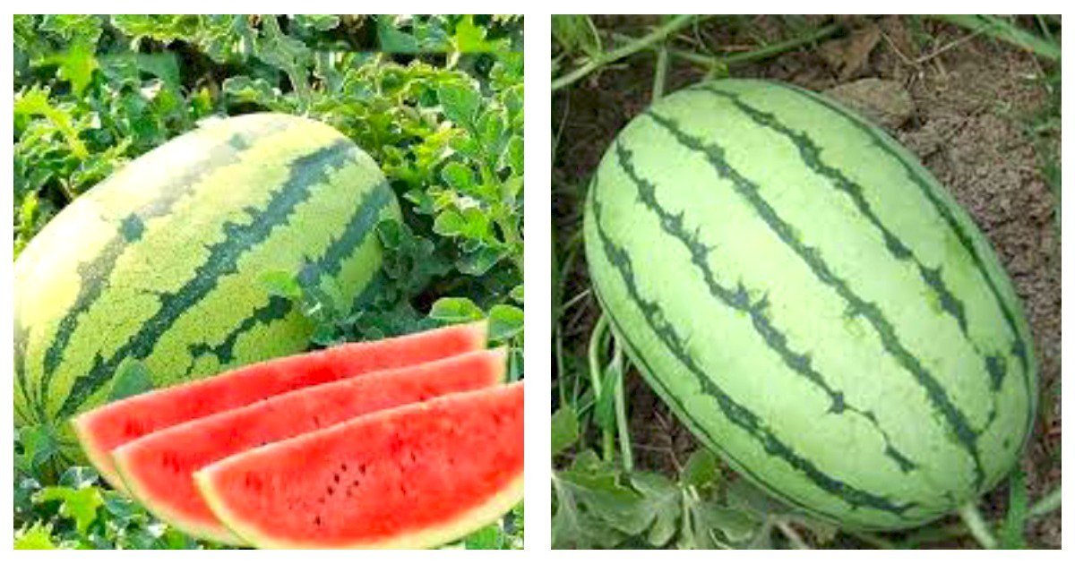 Lazy Melon King Watermelon Bonsai red Meat Garden Seeds 40 Seeds