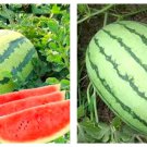 Lazy Melon King Watermelon Bonsai red Meat Garden Seeds 40 Seeds