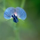 50 Lathyrus Sativus Var. Azureus Annual Sweet Pea Seeds Fresh Seeds