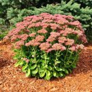 50 Autumn Joy Sedum Seeds Sedum Spectabile Autumn Joy Variegated Leaf Fresh Seed