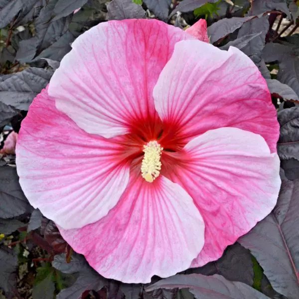 25 Starry Starry Night Hibiscus Seeds Hibiscus Starry Starry Night Fresh Seeds