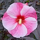 25 Starry Starry Night Hibiscus Seeds Hibiscus Starry Starry Night Fresh Seeds