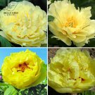 BELLFARM Heirloom Peony Yellow Series 4 Types Flowers, 5 Seeds Big Blooms Double