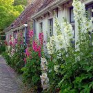 50 Hollyhock Indian Spring Alcea Rosea True Deer Resistant Flower Seeds Garden