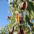 Australian Bottle Tree Brachychiton Populneus Bottle Tree (25 Seeds) (09) Fresh