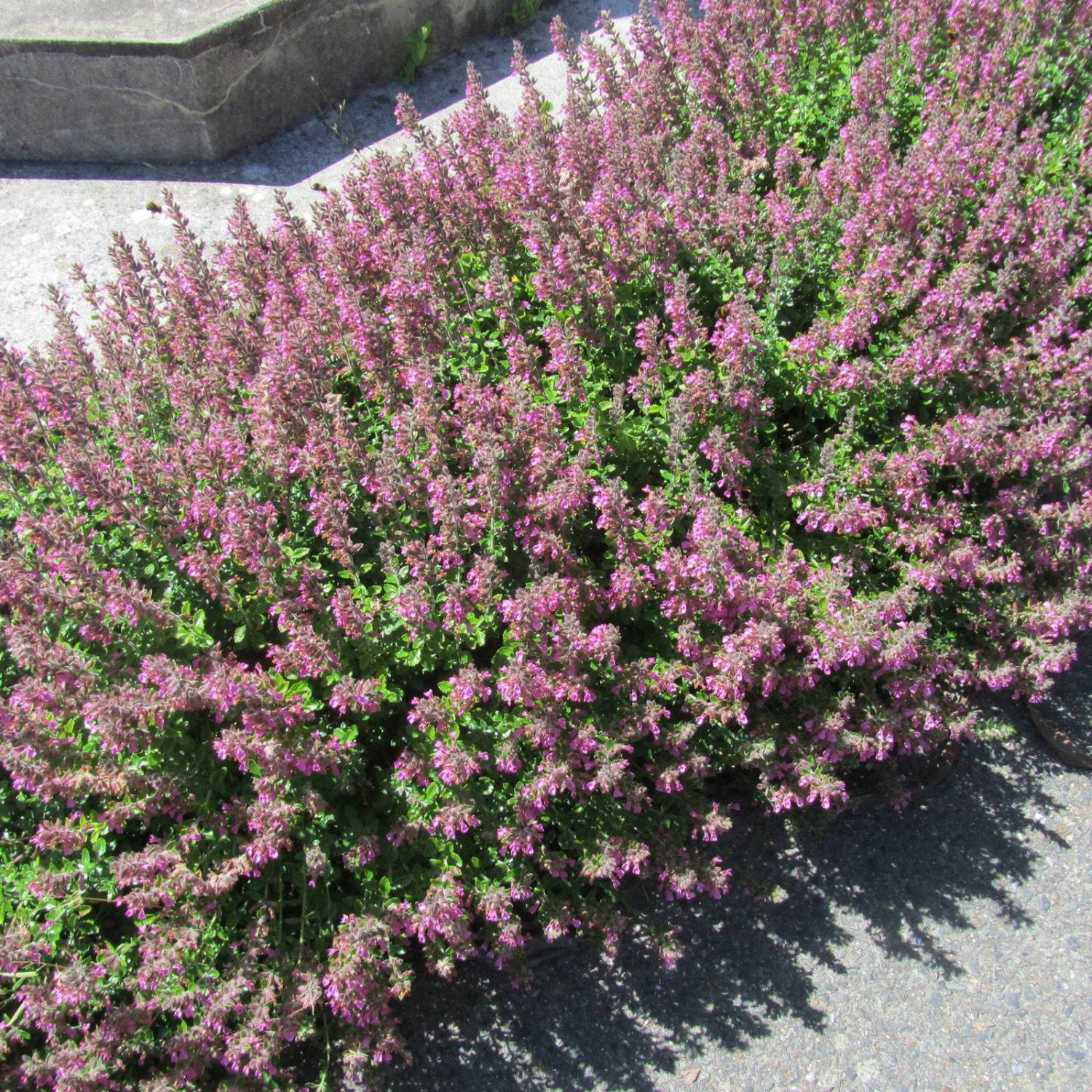 Teucrium Chamaedrys Seed Garden