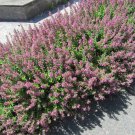 Teucrium Chamaedrys Seed Garden