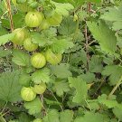 10 Green Gooseberry Seeds Berries For Wonderful Jelly & Leaves To Make Tea Garden