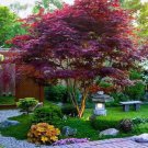 Fresh Bloodgood Japanese Maple - 20 Seeds 2023 - Usa Seller
