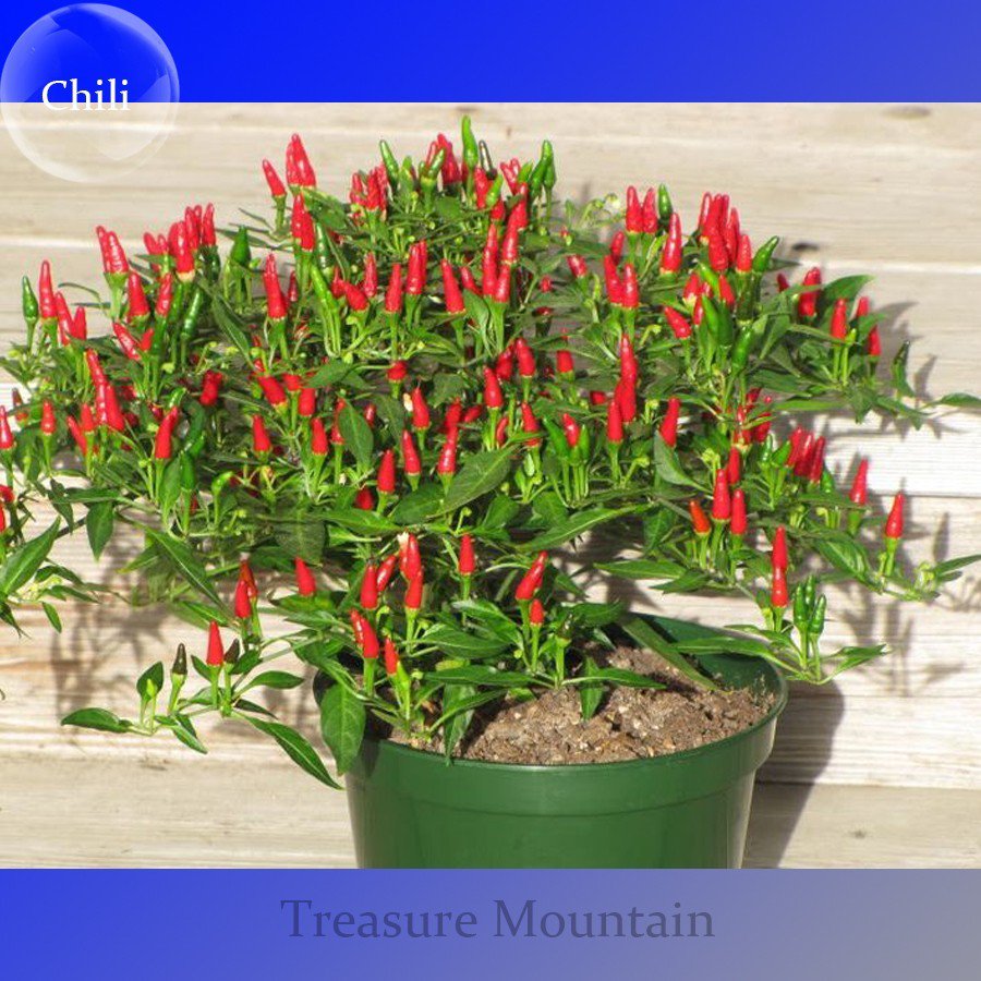 Thai Sun Hot Pepper Capsicum Annuum Chili Seeds 100 Seeds Beautiful