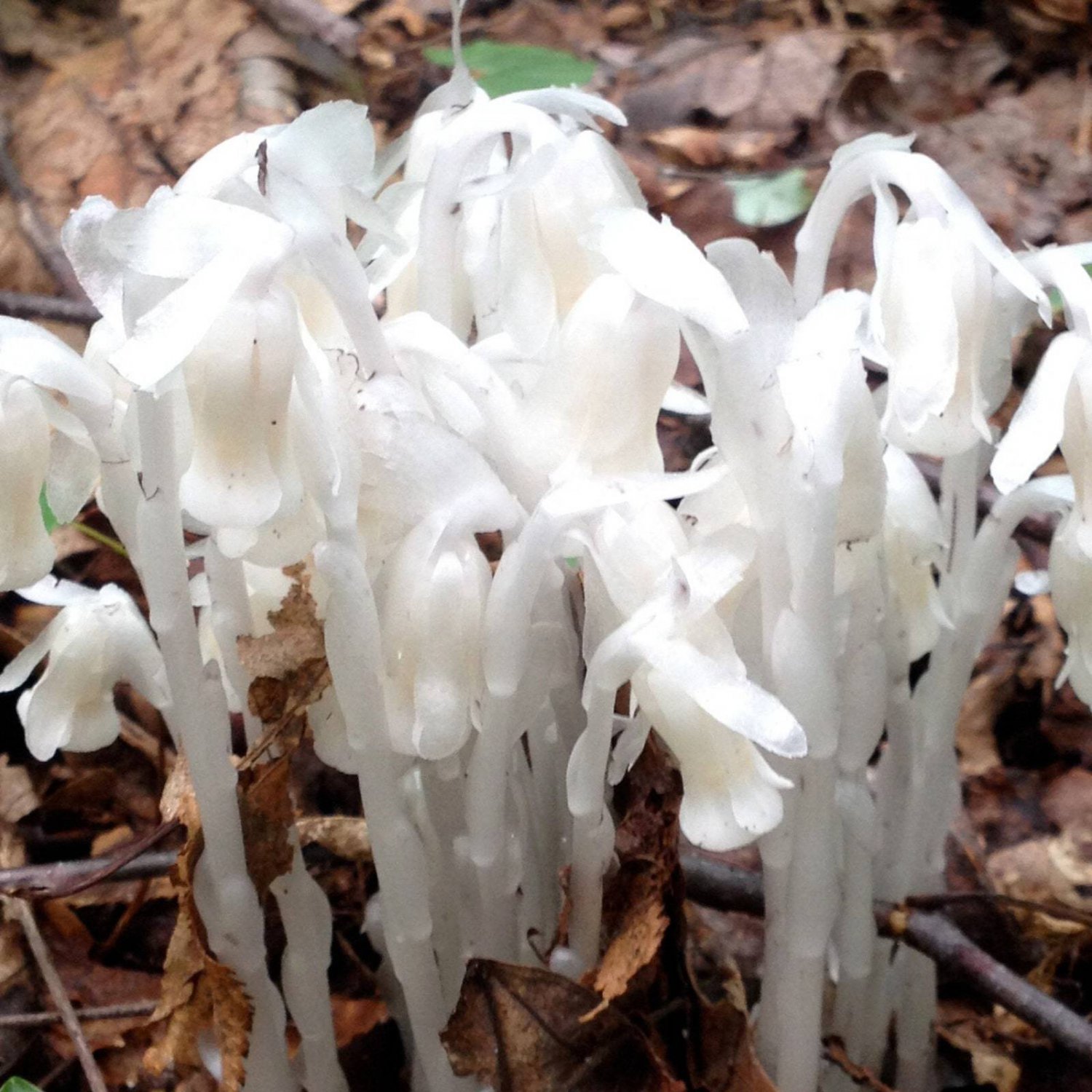 40 Monotropa Uniflora Seeds Ghost Plant Wildflower Garden