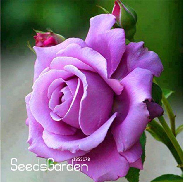 120 Sterling Silver Rose Beautiful