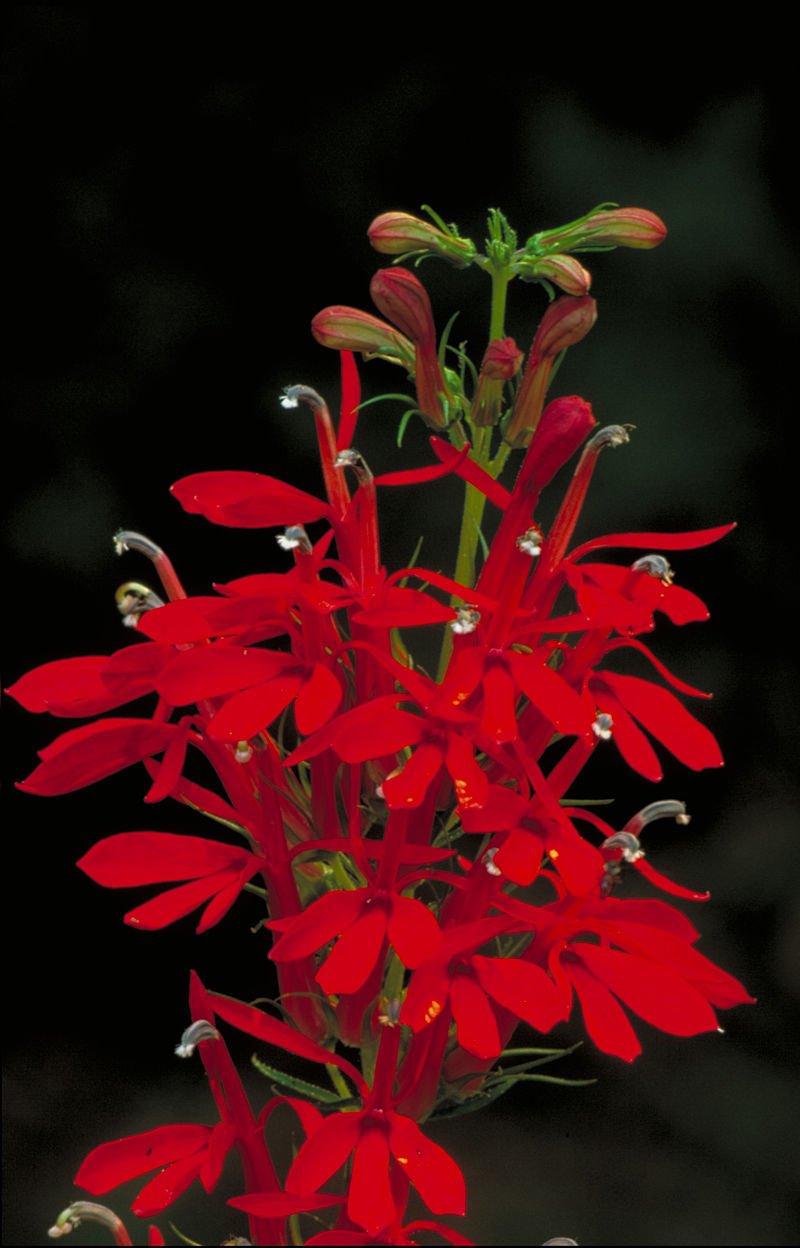 12 red cardinal flower bare root plants, Lobelia cardinalis