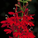 12 red cardinal flower bare root plants, Lobelia cardinalis