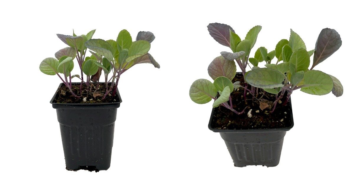 Live Plant - Long Island Improved Brussels Sprouts - 4" Pot