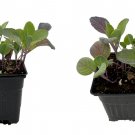 Live Plant - Long Island Improved Brussels Sprouts - 4" Pot