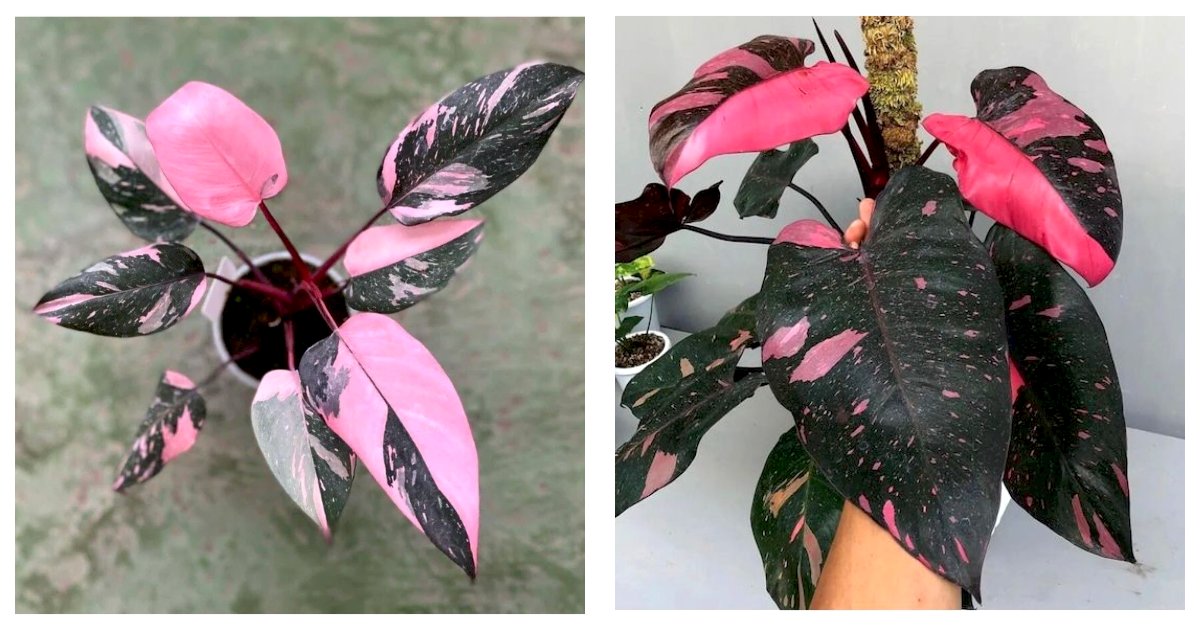 Live Plant New Philodendron black cherry Pink Princess Starter Plant