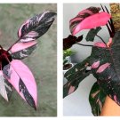 Live Plant New Philodendron black cherry Pink Princess Starter Plant