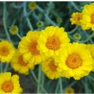 Desert Marigold Seeds Baileya Multiradiata 50 Seeds Gardening